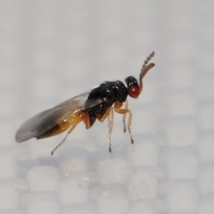 Eulophidae (family) at suppressed - 7 Jun 2024