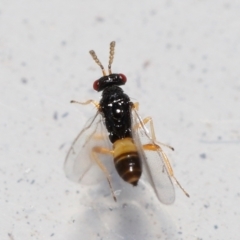 Eulophidae (family) at suppressed - 7 Jun 2024