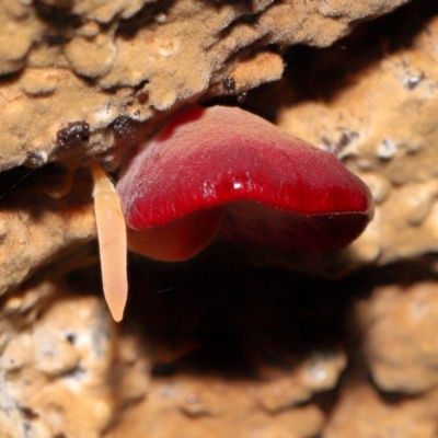 Unidentified Cap on a stem; gills below cap [mushrooms or mushroom-like] at Tidbinbilla Nature Reserve - 8 Jun 2024 by TimL