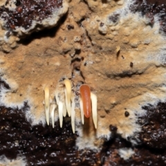 Mucronella sp. at Tidbinbilla Nature Reserve - 8 Jun 2024 by TimL