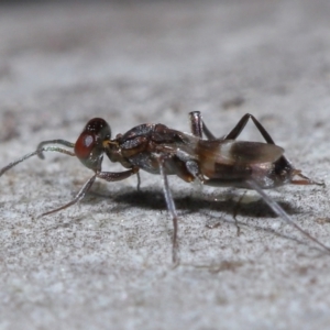 Eupelmidae (family) at Sth Tablelands Ecosystem Park - 9 Jun 2024