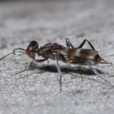 Unidentified Parasitic wasp (numerous families) at Yarralumla, ACT - 9 Jun 2024 by TimL