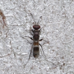 Eupelmidae (family) at Sth Tablelands Ecosystem Park - 9 Jun 2024