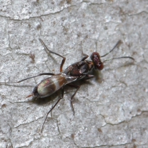 Eupelmidae (family) at Sth Tablelands Ecosystem Park - 9 Jun 2024 03:30 PM