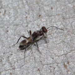 Eupelmidae (family) at Sth Tablelands Ecosystem Park - 9 Jun 2024