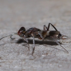 Eupelmidae (family) at Sth Tablelands Ecosystem Park - 9 Jun 2024