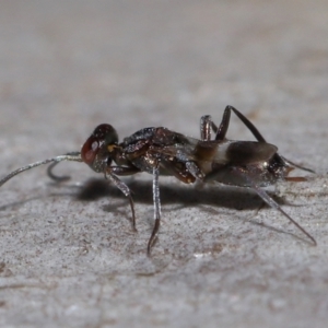 Eupelmidae (family) at Sth Tablelands Ecosystem Park - 9 Jun 2024 03:30 PM