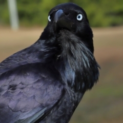 Corvus coronoides at Tidbinbilla Nature Reserve - 8 Jun 2024 by TimL