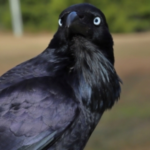 Corvus coronoides at Tidbinbilla Nature Reserve - 8 Jun 2024