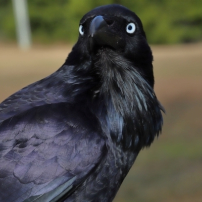 Corvus coronoides (Australian Raven) at Tidbinbilla Nature Reserve - 8 Jun 2024 by TimL