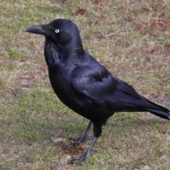 Corvus coronoides at Tidbinbilla Nature Reserve - 8 Jun 2024