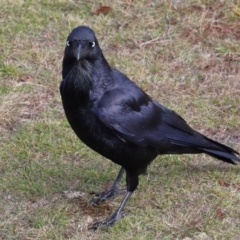 Corvus coronoides at Tidbinbilla Nature Reserve - 8 Jun 2024 12:47 PM