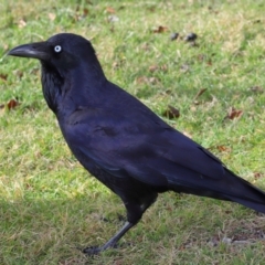 Corvus coronoides at Tidbinbilla Nature Reserve - 8 Jun 2024 12:47 PM