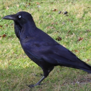 Corvus coronoides at Tidbinbilla Nature Reserve - 8 Jun 2024