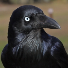 Corvus coronoides at Tidbinbilla Nature Reserve - 8 Jun 2024