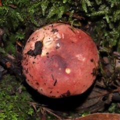 Unidentified Cap on a stem; gills below cap [mushrooms or mushroom-like] at Paddys River, ACT - 8 Jun 2024 by TimL