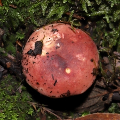 Unidentified Cap on a stem; gills below cap [mushrooms or mushroom-like] at Paddys River, ACT - 8 Jun 2024 by TimL