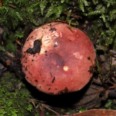 Russula persanguinea at Tidbinbilla Nature Reserve - 8 Jun 2024 by TimL