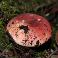 Russula persanguinea at Tidbinbilla Nature Reserve - 8 Jun 2024