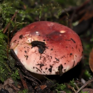 Russula persanguinea at Tidbinbilla Nature Reserve - 8 Jun 2024