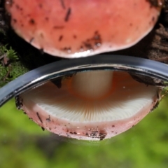 Russula persanguinea at Tidbinbilla Nature Reserve - 8 Jun 2024