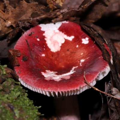 Unidentified Cap on a stem; gills below cap [mushrooms or mushroom-like] at Paddys River, ACT - 8 Jun 2024 by TimL