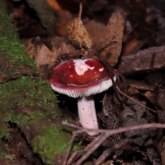 Russula persanguinea at Tidbinbilla Nature Reserve - 8 Jun 2024