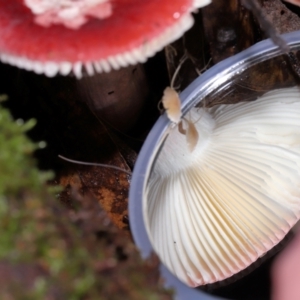 Russula persanguinea at Tidbinbilla Nature Reserve - 8 Jun 2024