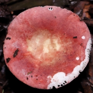 Russula persanguinea at Tidbinbilla Nature Reserve - 8 Jun 2024 12:03 PM