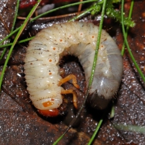 Adoryphorus coulonii at Tidbinbilla Nature Reserve - 8 Jun 2024