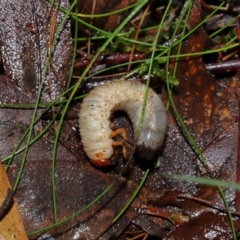 Adoryphorus coulonii at Tidbinbilla Nature Reserve - 8 Jun 2024