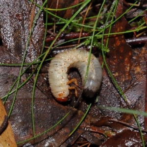 Adoryphorus coulonii at Tidbinbilla Nature Reserve - 8 Jun 2024