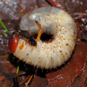 Adoryphorus coulonii at Tidbinbilla Nature Reserve - 8 Jun 2024