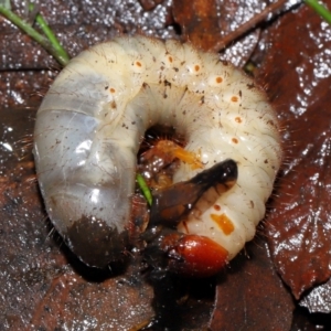 Adoryphorus coulonii at Tidbinbilla Nature Reserve - 8 Jun 2024