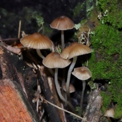 Unidentified Cap on a stem; gills below cap [mushrooms or mushroom-like] at Tidbinbilla Nature Reserve - 8 Jun 2024 by TimL