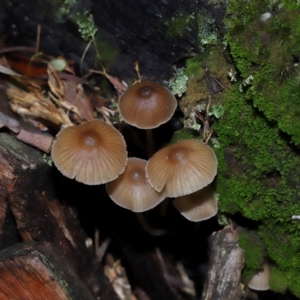 Mycena sp. at Tidbinbilla Nature Reserve - 8 Jun 2024