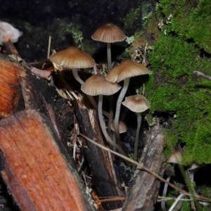 Mycena sp. at Tidbinbilla Nature Reserve - 8 Jun 2024 01:31 PM