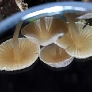 Mycena sp. at Tidbinbilla Nature Reserve - 8 Jun 2024