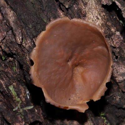 Unidentified Disk-like to cup-like at Cotter River, ACT - 5 Jun 2024 by TimL