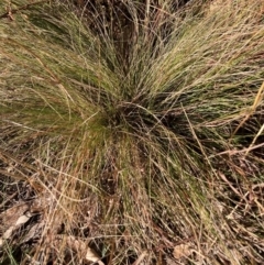 Nassella trichotoma (Serrated Tussock) at Watson, ACT - 10 Jun 2024 by waltraud