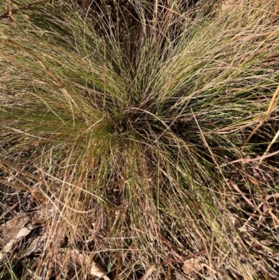 Nassella trichotoma (Serrated Tussock) at Mount Majura - 10 Jun 2024 by waltraud