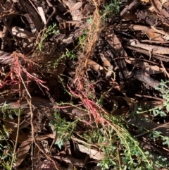 Hypericum perforatum (St John's Wort) at Watson, ACT - 10 Jun 2024 by waltraud