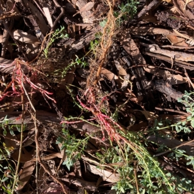 Hypericum perforatum (St John's Wort) at Mount Majura - 10 Jun 2024 by waltraud