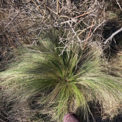 Nassella trichotoma (Serrated Tussock) at Watson, ACT - 10 Jun 2024 by waltraud