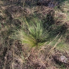 Nassella trichotoma (Serrated Tussock) at The Fair, Watson - 10 Jun 2024 by waltraud