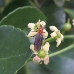 Bibio imitator (Garden maggot) at Pollinator-friendly garden Conder - 6 Jan 2024 by michaelb