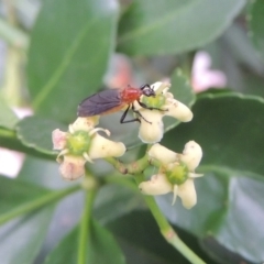 Bibio imitator at Pollinator-friendly garden Conder - 6 Jan 2024 05:52 PM