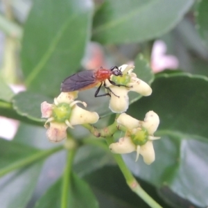 Bibio imitator at Pollinator-friendly garden Conder - 6 Jan 2024