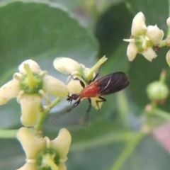 Bibio imitator at Pollinator-friendly garden Conder - 6 Jan 2024