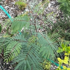 Unidentified Other Shrub at Sanctuary Point, NSW - 12 Jun 2024 by SharonSnphotography